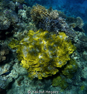 Salad coral(sharm EL-SHEIK by Yakout Hegazy 